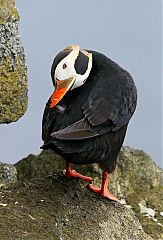 Tufted Puffin